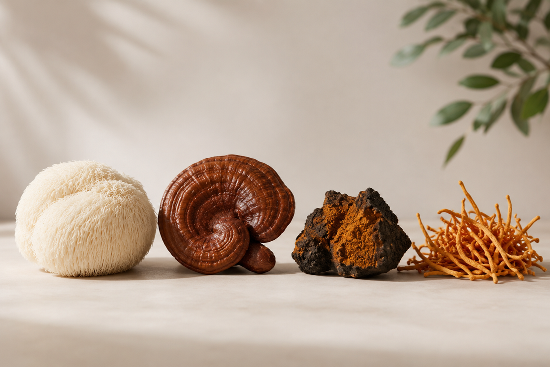 What Are Functional Mushrooms? A Beginner's Guide